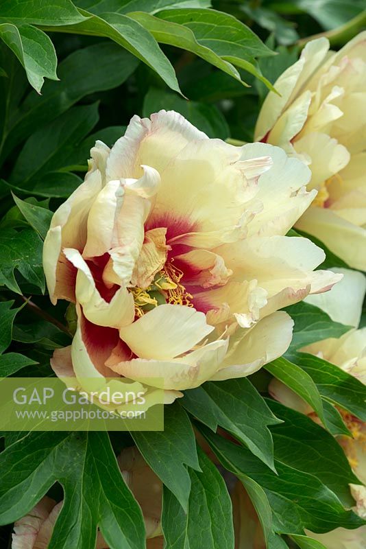 Paeonia 'Callie's Memory', an Itoh hybrid peony with flowers that open tinged salmon, turning creamy yellow with age. Flowering in June.