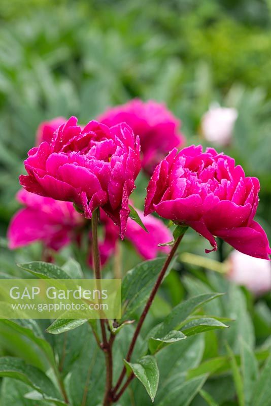 Paeonia officinalis 'Rubra Plena', a herbaceous perennial peony with fully double flowers. Flowering in June.