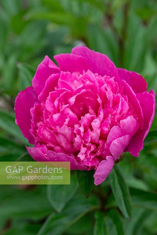 Paeonia 'Rome', herbaceous peony flowering in June. A compact form that thrives in containers.