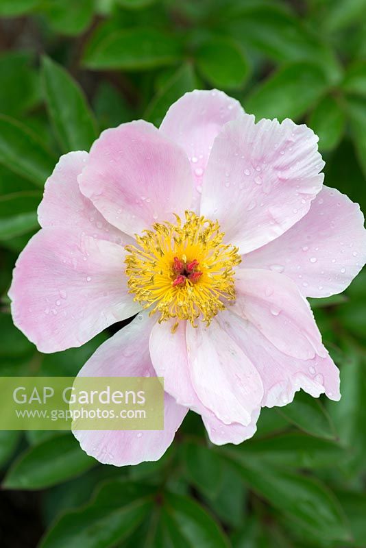 Paeonia lactiflora 'Nymph', a single herbaceous peony, copes well in shadier areas, later  flowering in June
