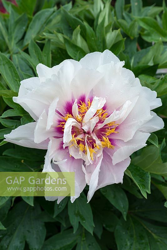 Paeonia 'Cora Louise', an Itoh hybrid peony flowering in June