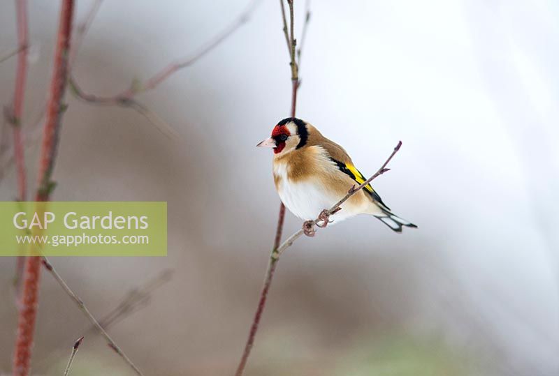 Carduelis carduelis - Goldfinch on branch 