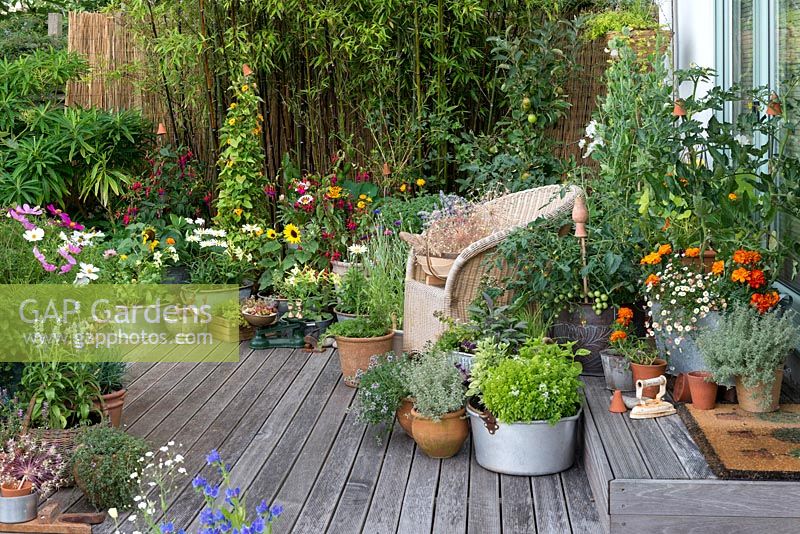 Side view of raised summer deck with pots of cosmos, sweet peas, fuchsias, thunbergia, roses, salvias, cornflowers, sunflowers, leucanthemum, marigolds, tomato, apple and herbs. Behind, screen of black bamboo.