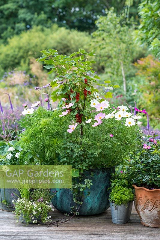 A vintage copper wash tub is planted with a central, standard redcurrant 'Jonkheer van Tets', enclosed in Cosmos bipinnatus 'Gazebo Mixed'. Black peppermint trails from the pot.