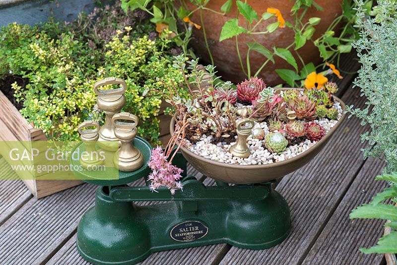 Vintage scales recycled into a planter for succulents.
