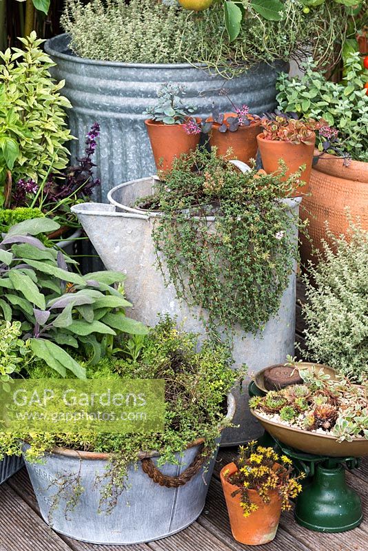 Creeping perennial thyme trails out of a large vintage metal container, amidst pots of herbs and succulents.