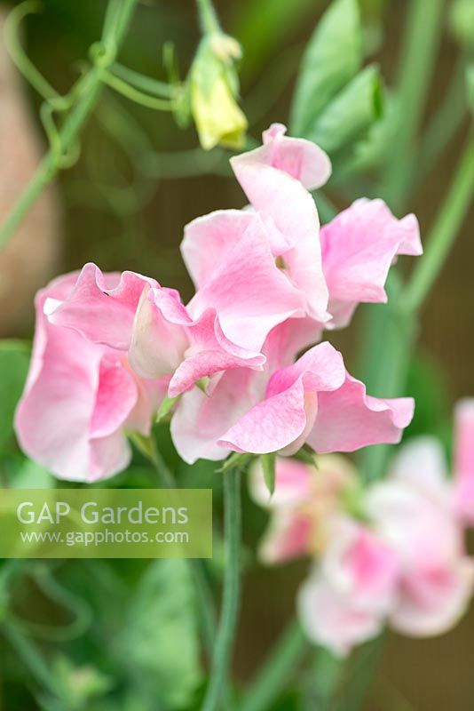 Lathyrus odoratus 'Just Janet', sweet pea, an annual bearing fragrant pink flowers from June.