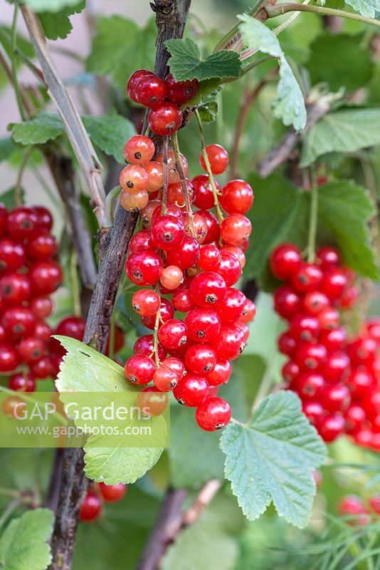 Ribes rubrum 'Jonkheer van Tets', a redcurrant bearing masses of shiny red fruits in July.