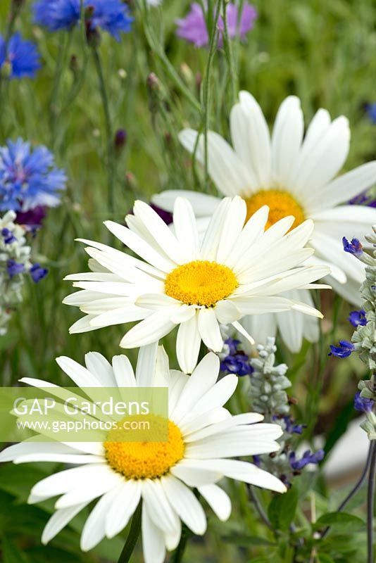 Leucanthemum maximum 'Broadway Lights', a butterfly friendly shasta daisy with pure white petals.
