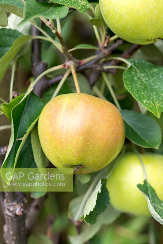 Malus 'James Grieve', grown as a miniature apple tree, bearing yellow green fruit from September.