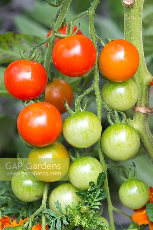 Tomato Supersweet 100, a small, sweet cherry tomato that ripens from summer well into autumn.