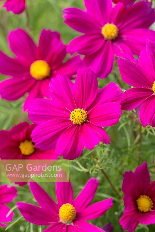 Cosmos bipinnatus Sonata Series, a herbaceous plant with white, pink or red flowers from June. Nectar rich, loved by bees.