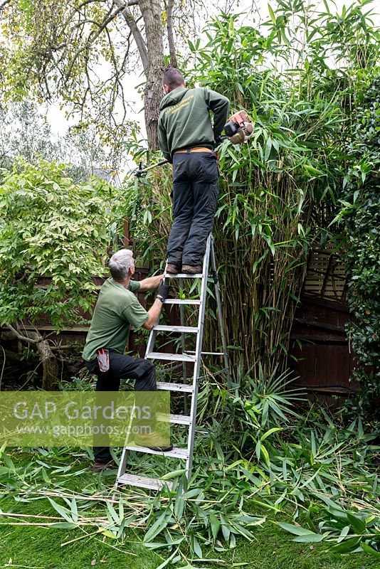 A gardener cutting back a bamboo, Dendrocalamus, standing on a ladder using a long arm hedge trimmer, with another holding the ladder for safety