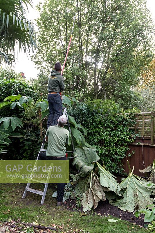 Gardener standing on ladder using an extendable branch lopper to cut back a tree overhanging from next door's garden, with a secoond gardener holding the ladder for safety