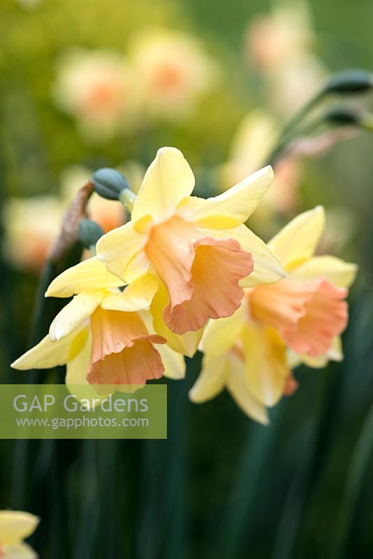 Narcissus 'Blushing Lady', an old-fashioned jonquil daffodil, bulb, April.