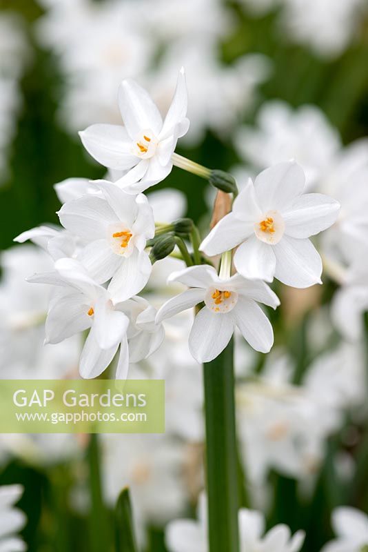 Narcissus papyraceus, paperwhite narcissi