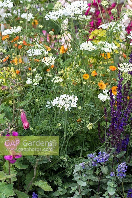 The Harrods British Eccentics Garden, RHS Chelsea Flower Show. Perennial border with white lace flower, Orlaya grandiflora. Designer: Diarmuid Gavin. Sponsor: Harrods.
