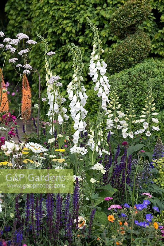 The Harrods British Eccentics Garden, RHS Chelsea Flower Show. Perennial border with white foxgloves, Digitalis purpurea albiflora. Designer: Diarmuid Gavin. Sponsor: Harrods.