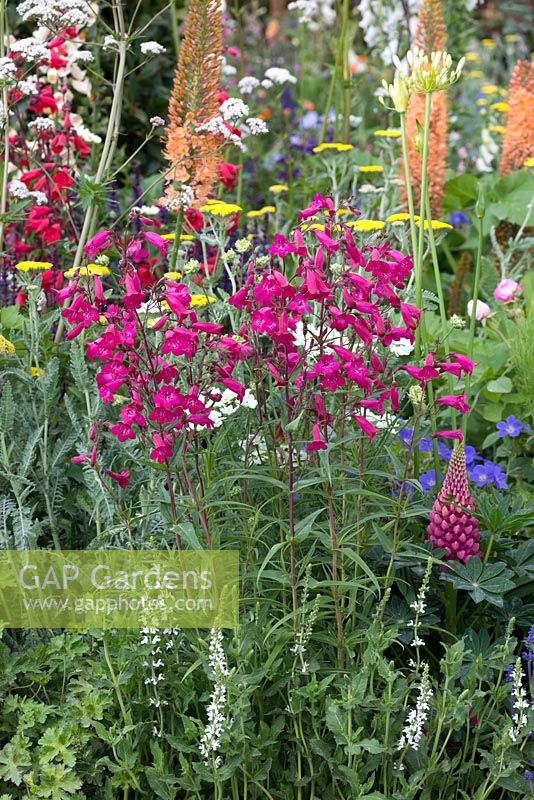 The Harrods British Eccentics Garden, RHS Chelsea Flower Show. A clump of Penstemon 'Garnet' in perennial border. Designer: Diarmuid Gavin. Sponsor: Harrods.