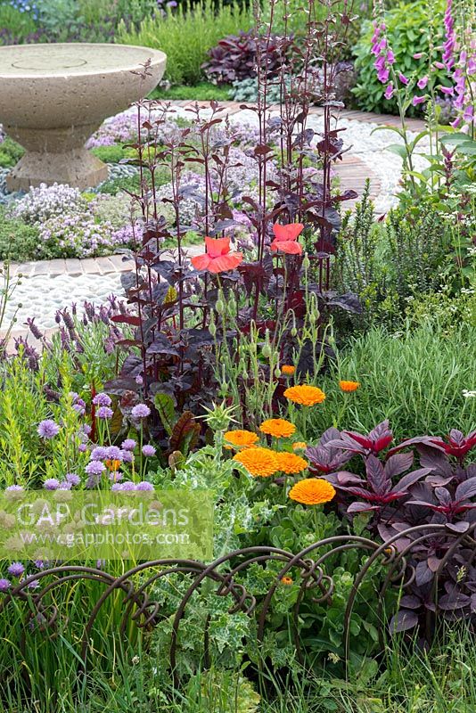 A Modern Apothecary. A herb bed planted with chives, marigolds, rosemary, amaranthus, purple orach and poppies. Designer: Jekka McVicar. RHS Chelsea Flower Show 2016