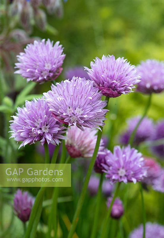 Allium schoenoprasum, pink chives, are a magnet to bees, flowering from late spring.