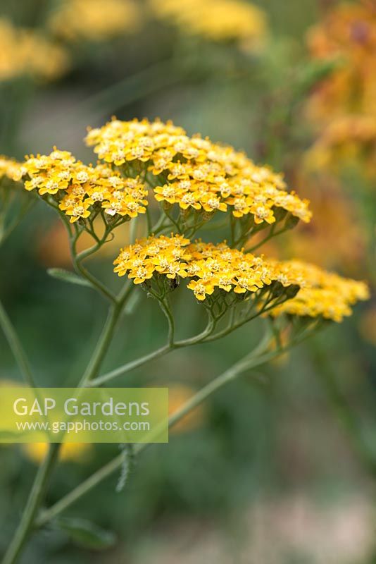 Achillea 'Terracotta', a perennial yarrow with  terracotta flowers that fade to soft yellow in autumn.