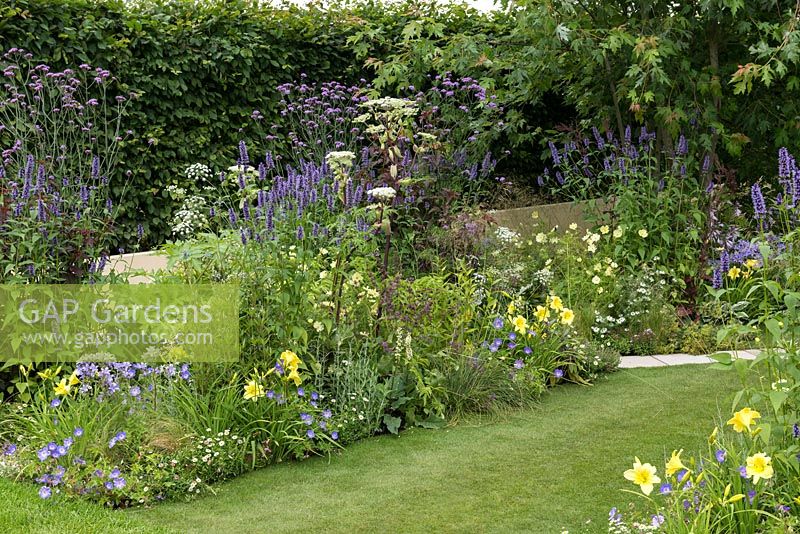 A colour themed border in blue, yellow and white planted with angelica, agastache, daylily, anthriscus, hardy geranium, cosmos, erigeron and Verbena bonariensis. A Dog's Life, designed by Paul Hervey-Brookes. Hampton court flower show 2016 