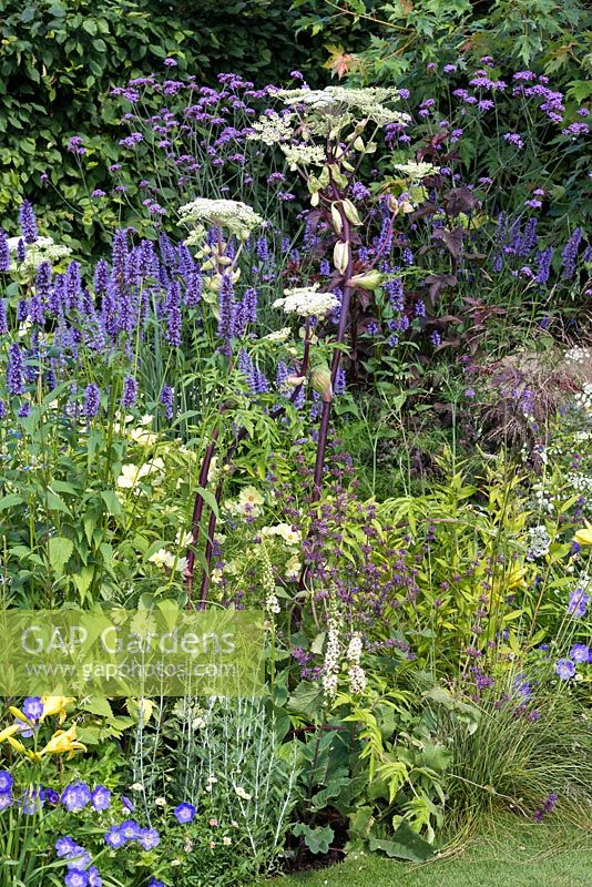 A mixed border with Angelica, Agastache, Daylily, Anthriscus, Hardy Geranium, Cosmos, Erigeron and Verbena Bonariensis. A Dog's Life, designed by Paul Hervey-Brookes.