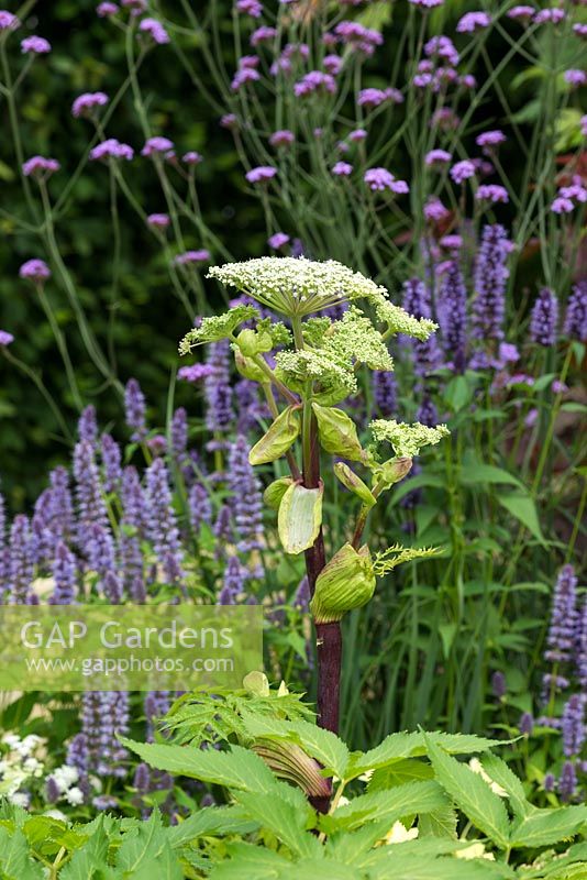 Angelica sylvestris with  Agastache 'Licorice Blue',  and Verbena bonariensis. A Dog's Life, designed by Paul Hervey-Brookes