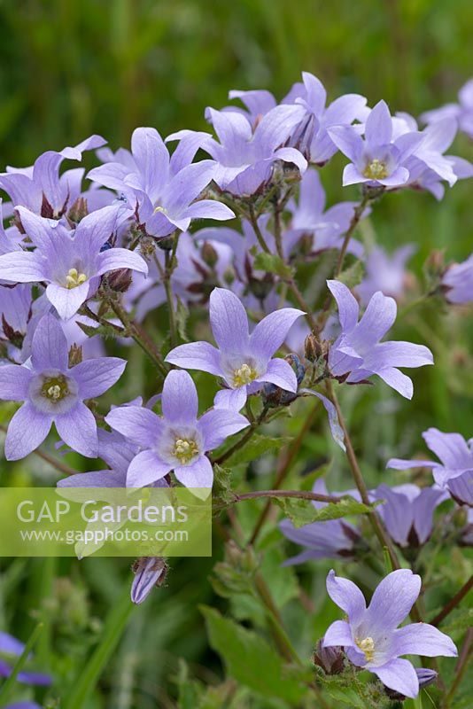 Campanula lactiflora, a fully hardy perennial bellflower, flowering from midsummer to early autumn.