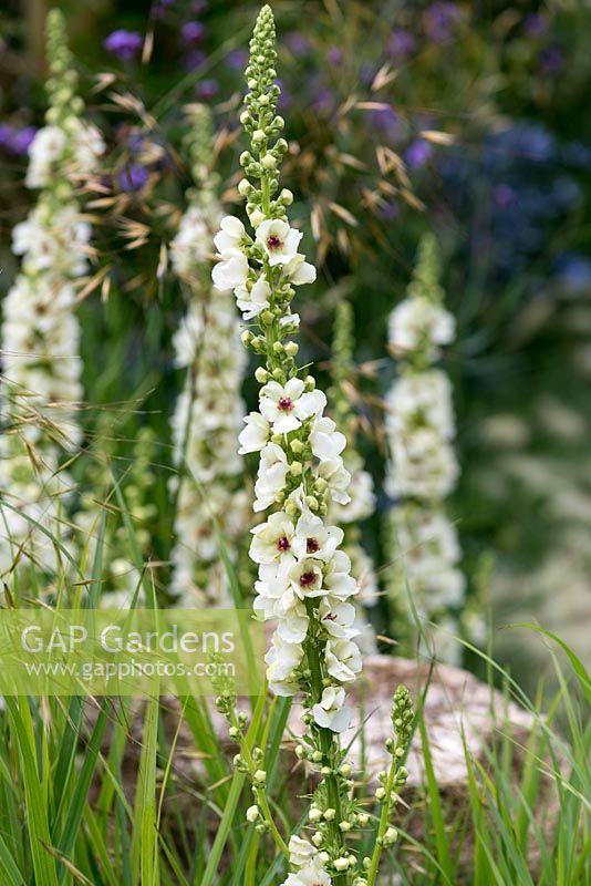 Verbascum 'Kynaston', a  semi-evergreen perennial mullein with panicles of saucer-shaped, cream flowers with deep violet eyes.
