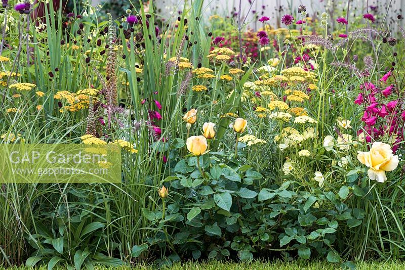 A mixed border with Penstemon, Achillea, Rosa, Cosmos and Digitalis. Squires 80th Anniversary Garden designed by Catherine Macdonald.