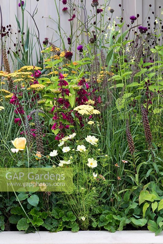 A mixed border with Penstemon, Echinacea, Achillea, Rosa, Cosmos, Pennisetum and Digitalis. Squires 80th Anniversary Garden designed by Catherine Macdonald.
