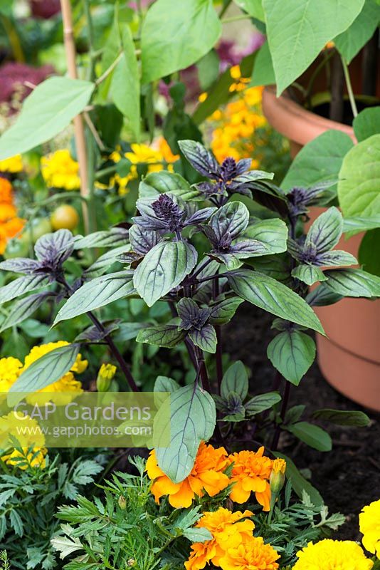 Basil 'African Blue', a great culinary variety with beautiful dark purple veined leaves.
