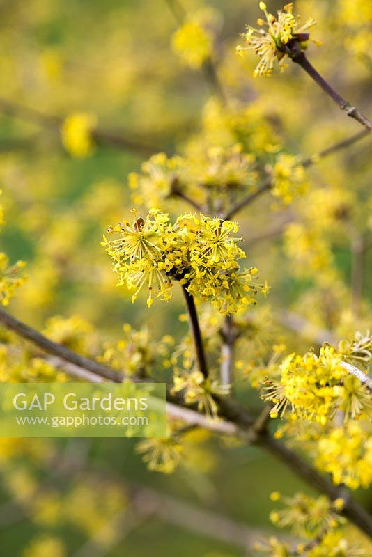 Cornus mas, the Cornelian cherry, a deciduous shrub or small tree which produces bright yellow flowers in winter.
