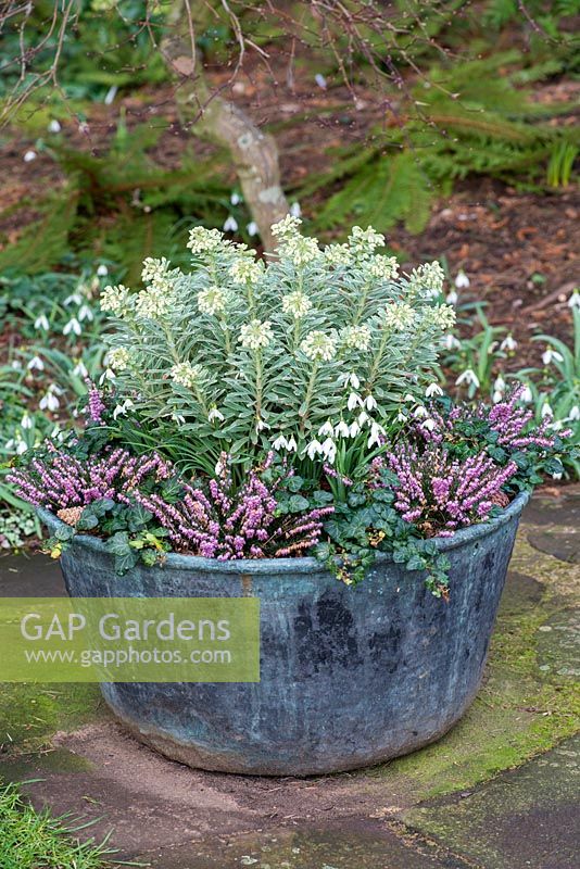 Winter container planted with Euphorbia characias 'Silver Edge', Galanthus nivalis, ivy and Erica 'Darley Dale'.