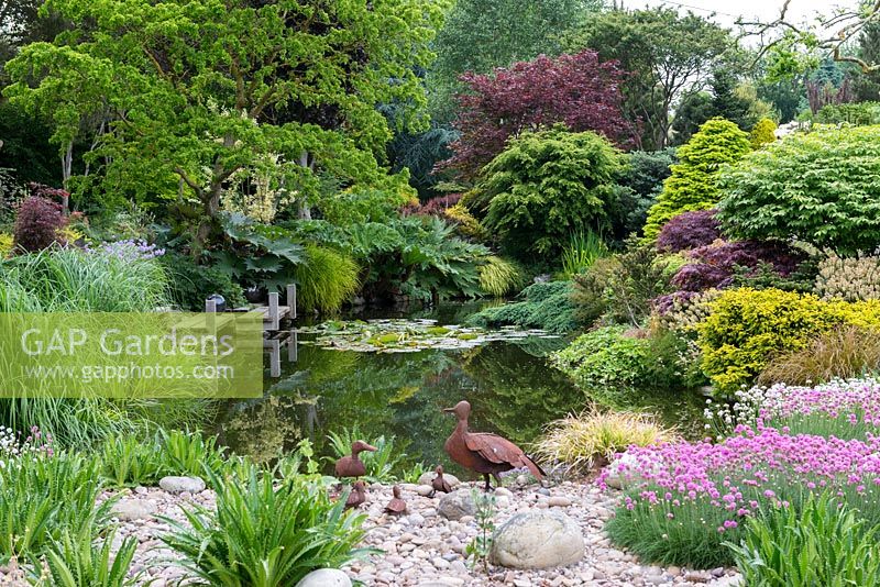 A pool edged in gunnera, rheum, conifers, acers and a pebble beach with clumps of sea pinks.