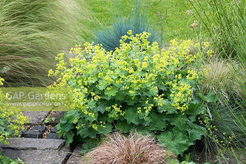 Alchemilla mollis, Lady's mantle or the mercury plant, self-seeding perennial with luminous green flowers in spring and lovely leaves that hold globules of water like silver pellets.