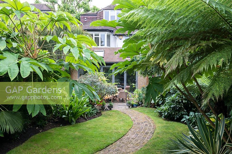A tropical city garden planted with rice paper plant, Tetrapanax papyrifer, tree ferns,  Dicksonia antarctica and a curved brick path 