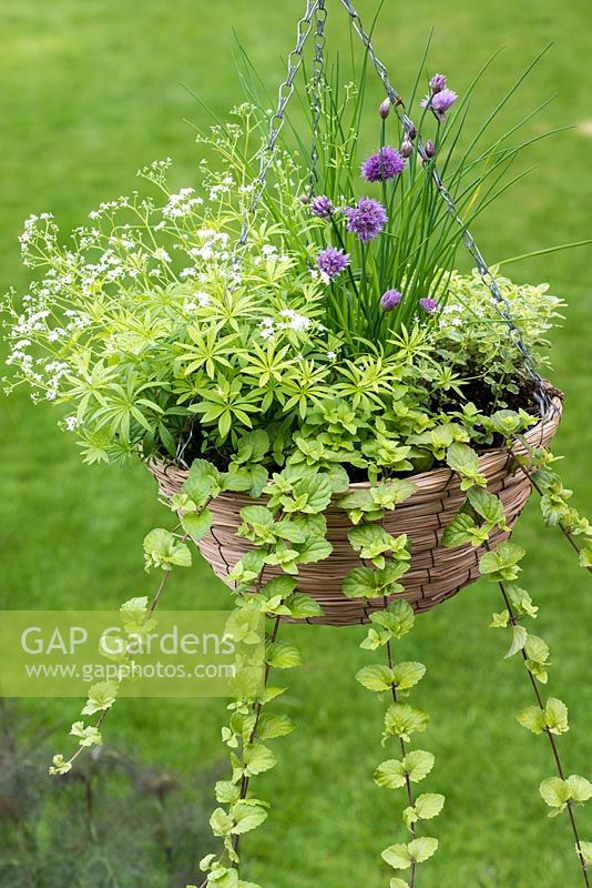 A late spring hanging basket with herbs: Sweet Woodruff, Oregano, Variegated Oregano, Chives, Indian Mint.
