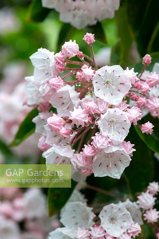 Kalmia latifolia, mountain laurel, a medium-sized evergreen shrub with glossy dark green leaves and large clusters of pink.