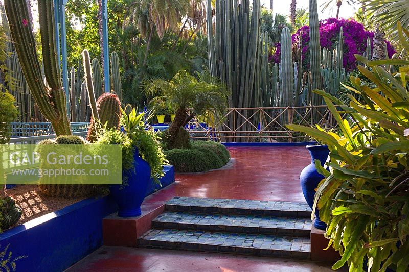 Jardin Majorelle. Created by Jacques Majorelle and further developed by Yves Saint Laurent and Pierre BergÃ©, Marrakech, Morocco
