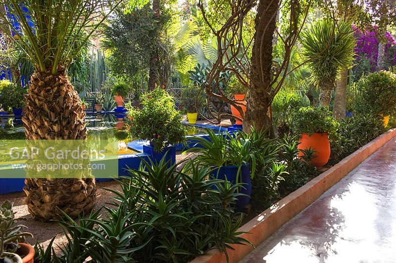 Jardin Majorelle. Created by Jacques Majorelle and further developed by Yves Saint Laurent and Pierre Bergé, Marrakech, Morocco