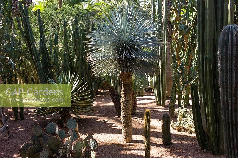 Cacti in the Jardin Majorelle. Created by Jacques Majorelle and further developed by Yves Saint Laurent and Pierre Bergé, Marrakech, Morocco