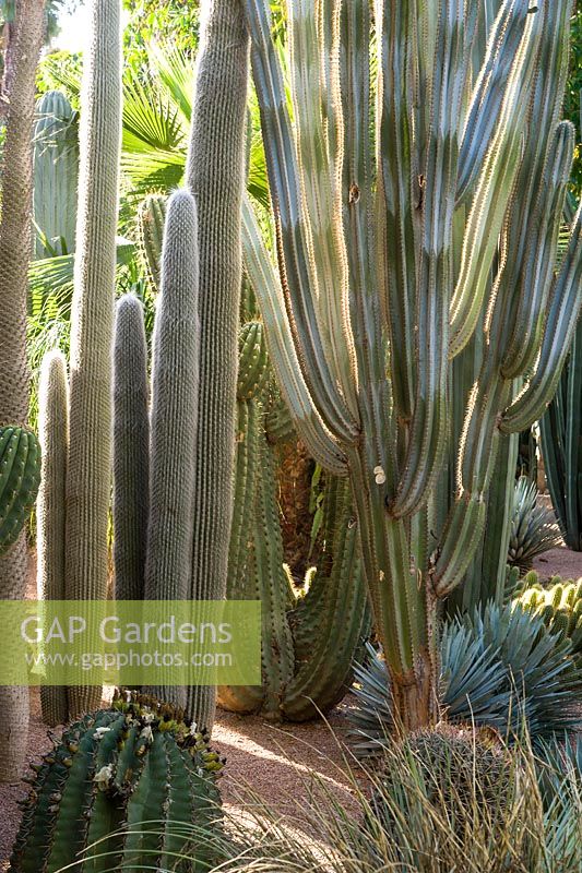Cacti in the Jardin Majorelle. Created by Jacques Majorelle and further developed by Yves Saint Laurent and Pierre Berge, Marrakech, Morocco