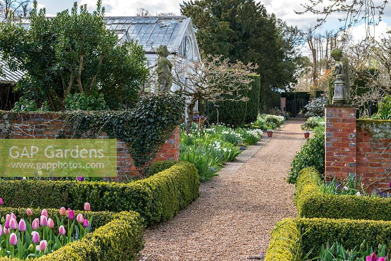 A formal garden with box edged borders of tulips and hyacinths. Behind a bed of Narcissus 'Thalia' outside a large glasshouse.
