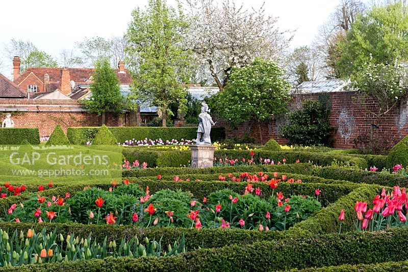 A formal walled garden with box parterres planted with Tulips, Tulipa 'Temple's Favourite' in foreground, topiary and fruit trees in blossom.
