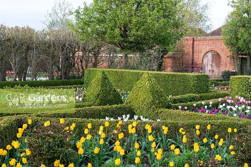 A formal walled garden with box topiary and parterres planted with Tulips - Tulipa 'Jan Van Nes' in foreground.