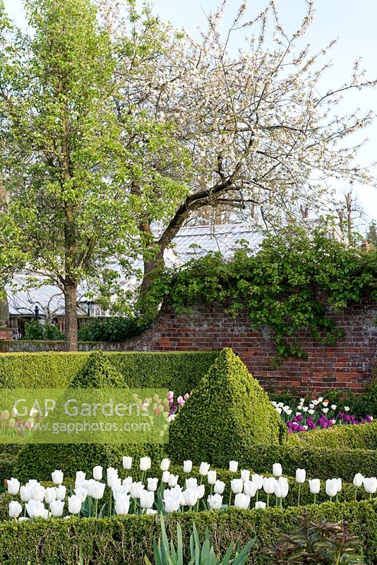 A formal walled garden with box topiary and parterres planted with Tulipa 'Clearwater'  in foreground