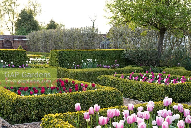 A formal walled garden with box parterres planted with Tulipa 'Ollioules' right and Tulipa 'Attilla Graffiti' left